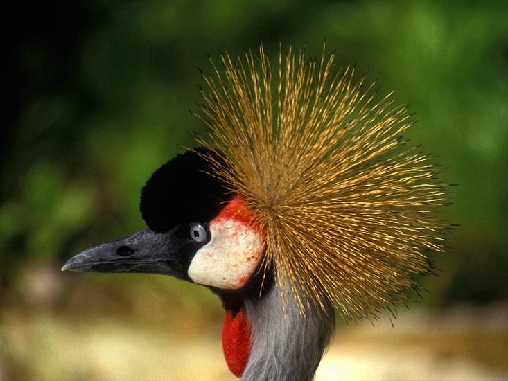 Head Shot, Washington