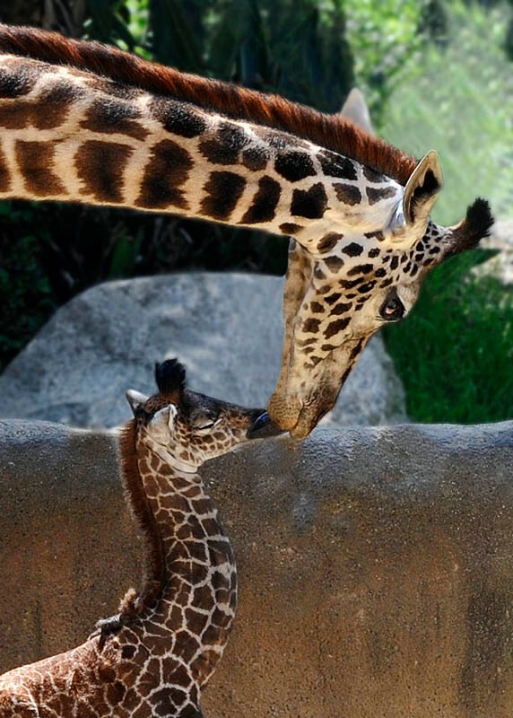 A Kiss From Mom