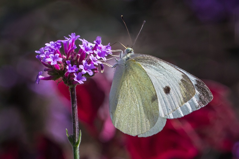 White Sulfur Butterfly