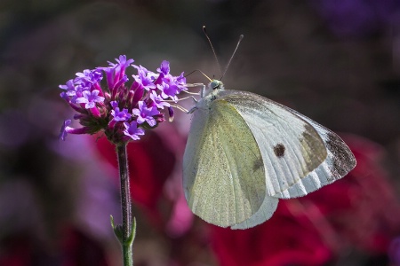 White Sulfur Butterfly