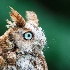 2Cute Baby Owlet - ID: 14266814 © Richard M. Waas