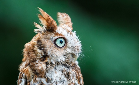 Cute Baby Owlet
