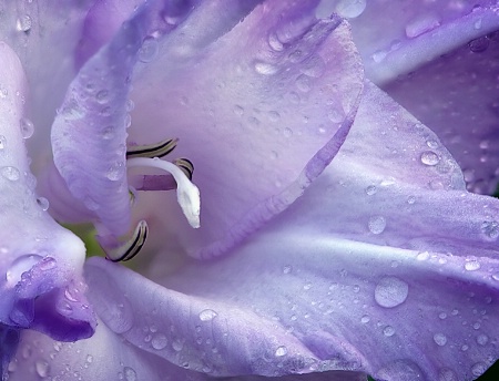 Kissed by the Rain