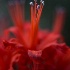 © Elliot Barnathan PhotoID# 14266901: Longwood Gardens 22