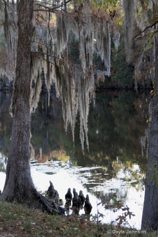 Spanish Moss