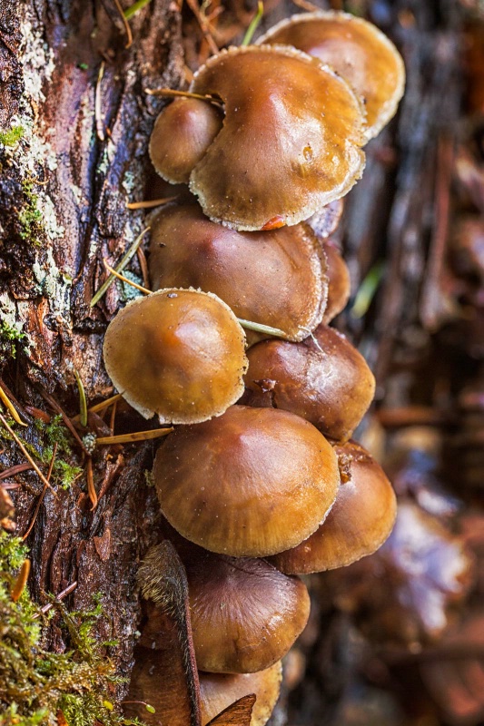 Wild Mushrooms