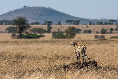Cheetah Surveying Her Domain
