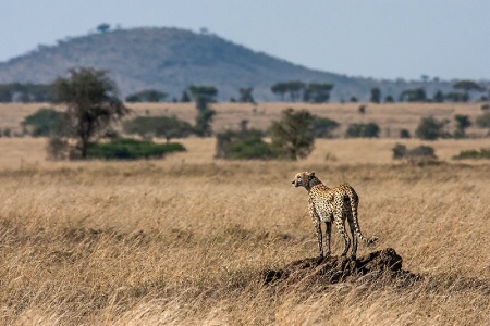 Cheetah Surveying Her Domain