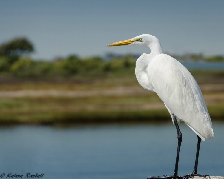 Great Egret II