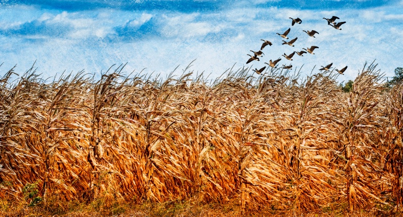 Geese in the Cornfield