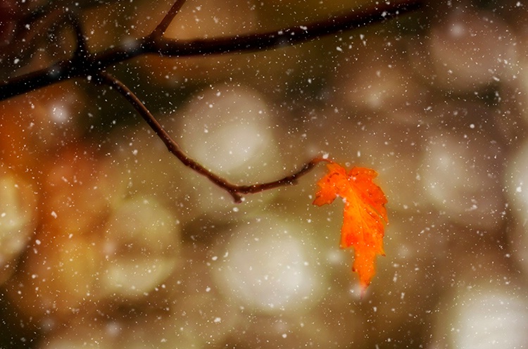 ~ Fall into Winter ~
