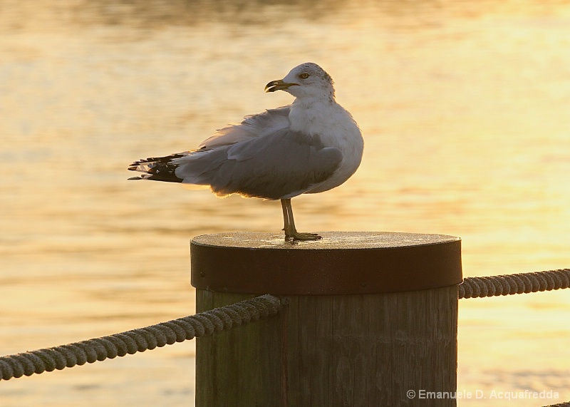 Seagull At Sunset