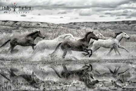 Ranch Horse Run