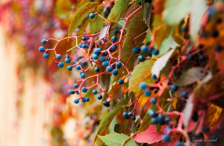 treats of autumn