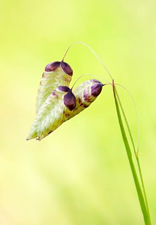 Blowfly Grass
