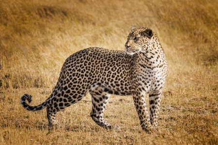 Botswana Leopard