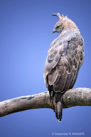 Changeable Hawk-Eagle (Spizaetus cirrhatus)