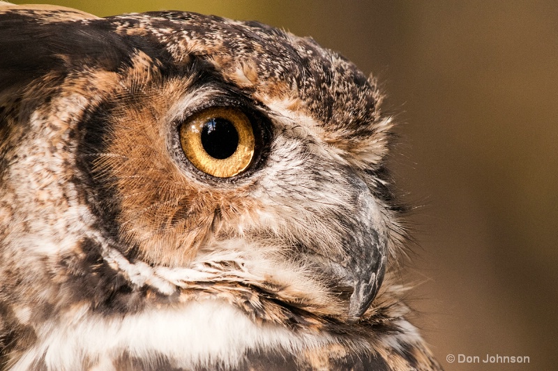 Great Horned Owl Profile - ID: 14271162 © Don Johnson