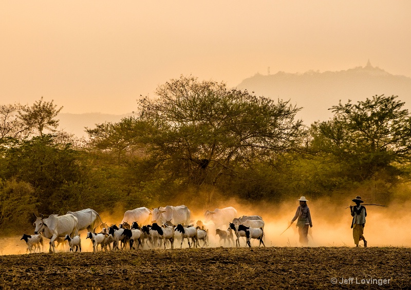 Goat Herders, Bagan, Myanmar   - ID: 14271323 © Jeff Lovinger