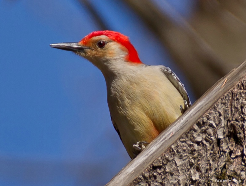 Red bellied woodpecker - ID: 14271453 © Anne E. Ely