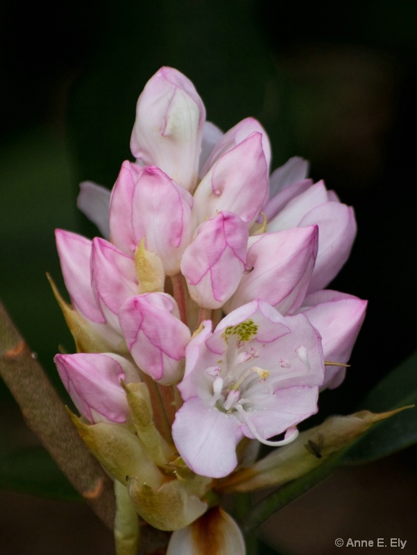 Rhododendron buds