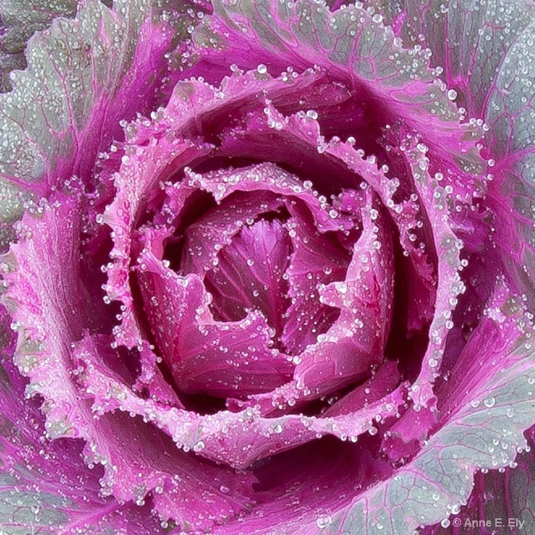 Kale with dew - ID: 14271466 © Anne E. Ely