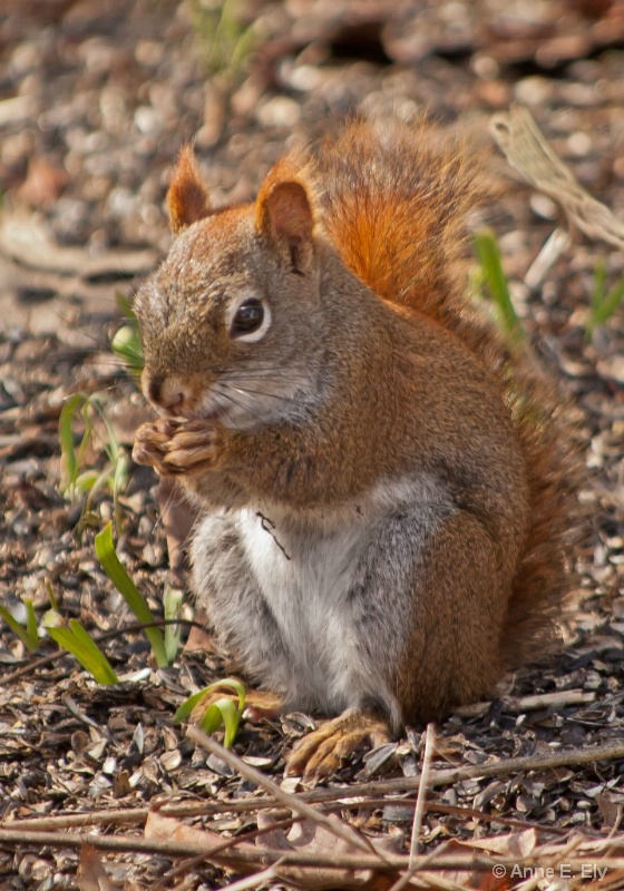 Red Squirrel - ID: 14271482 © Anne E. Ely