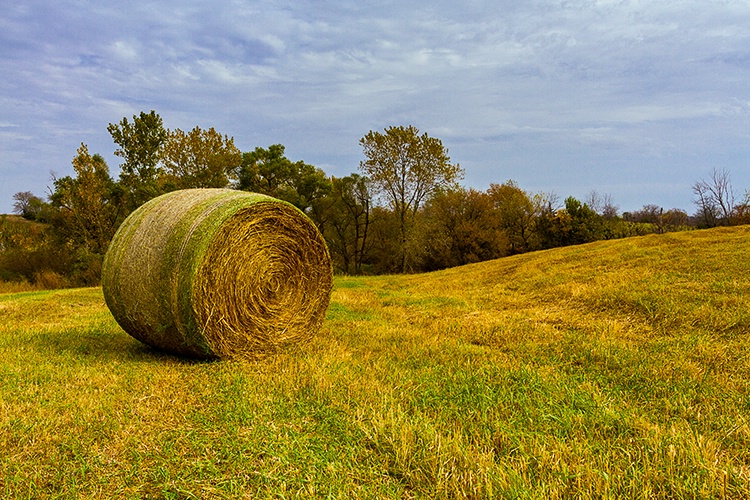 Rural Scene