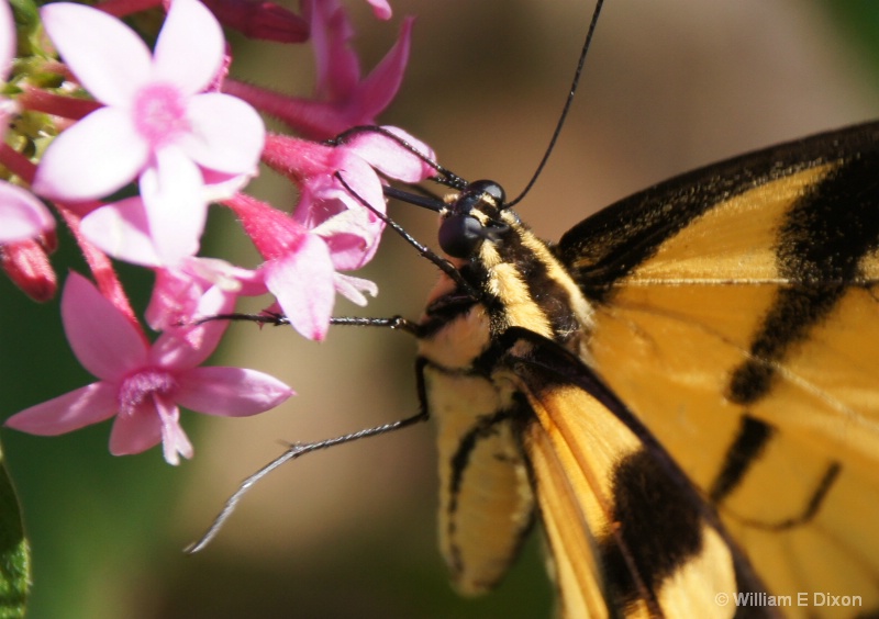 Face to Face with a Eastern Tiger Swallowtail