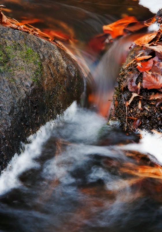 Late Fall Flowing