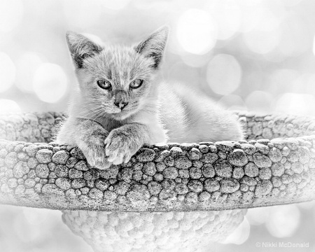 B/W - Kitty Comfort