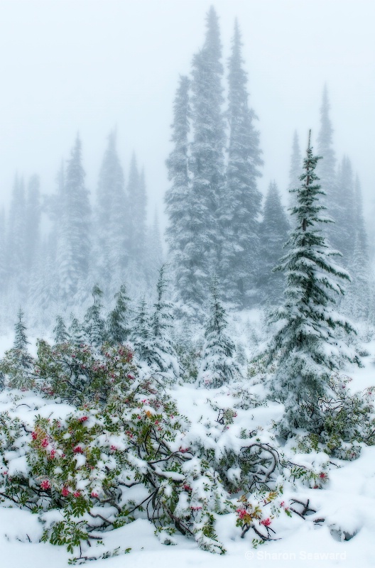 Evergreens & Mountain Ash