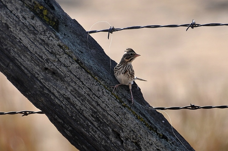 Savannah Sparrow