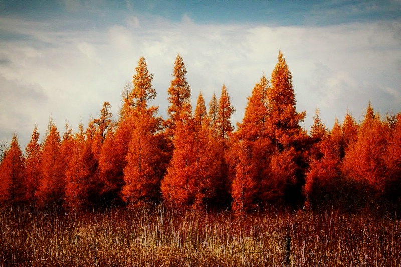 November Bands of Color