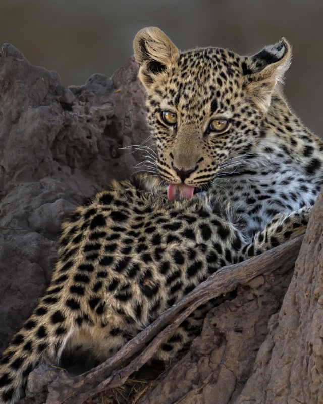 Baby Botswana Leopard