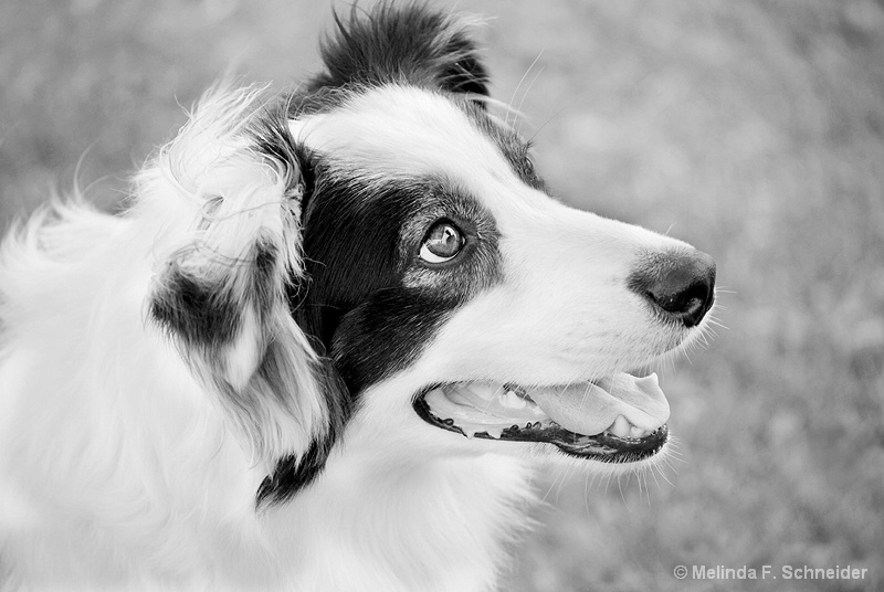 Australian Shepherd, B&W