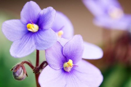 Pretty in Purple