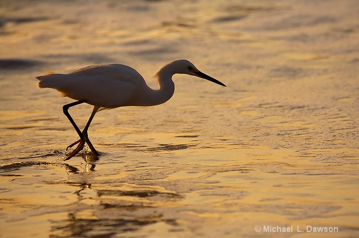 March of the Egret