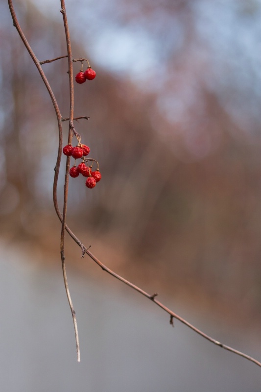 Red Berries in Autumn