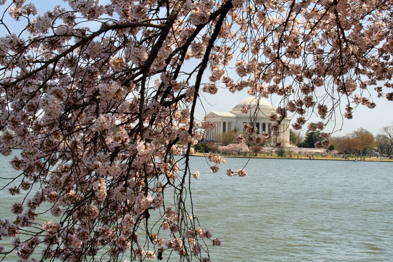 Jefferson Memorial in the Cherry Blossoms