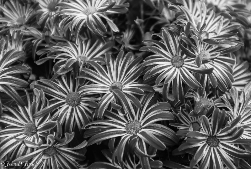 Fall Mums in B&W using onOne Perfect Black & White
