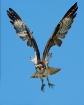 Osprey  