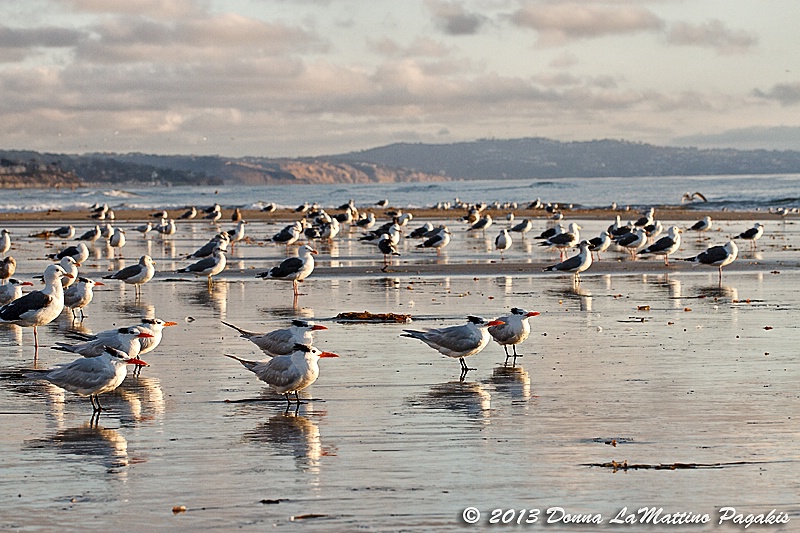 So Many Birds....