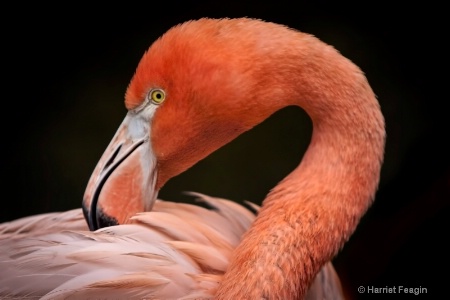  mg 5878 coy flamingo