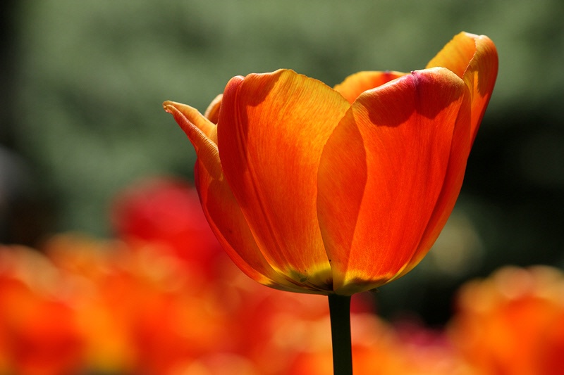 King of tulips