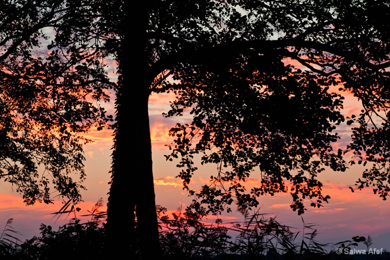 Sunset Silhouette