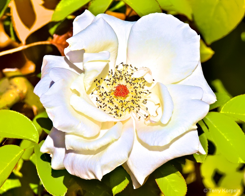 a nice rose - ID: 14278174 © Terry Korpela