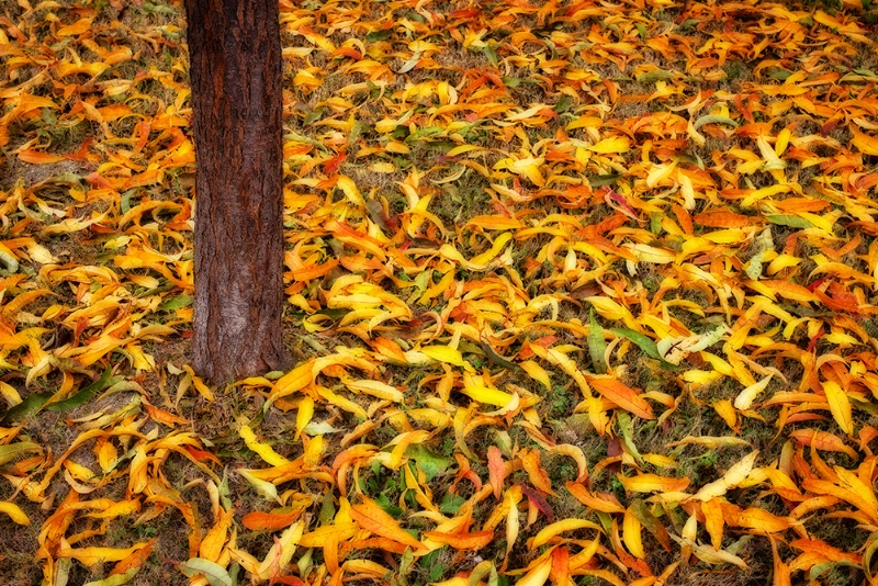 Remnants of Autumn - ID: 14278195 © Jeff Robinson