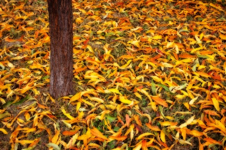 Remnants of Autumn
