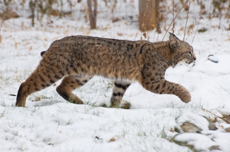 Bobcat in snow